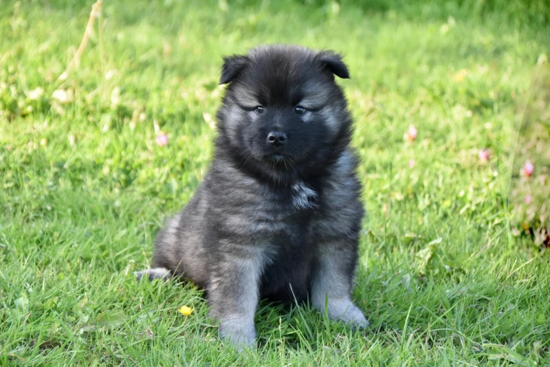 a dog that is sitting in the grass, by Maksimilijan Vanka, shutterstock, fine art, happy finnish lapphund dog, puppies, he has dark grey hairs, photorealistic photo