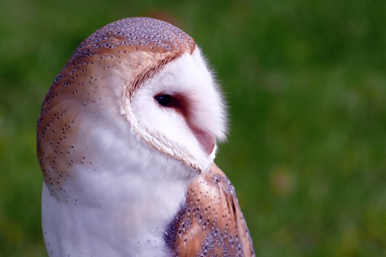 a close up of a barn owl with green grass in the background, renaissance, hq 4k wallpaper, owl mask, round - face, left profile