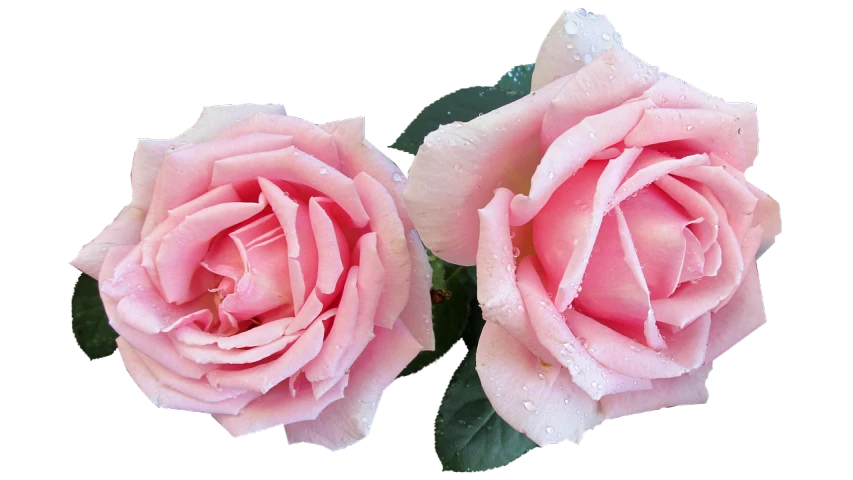 two pink roses with water droplets on them, a digital rendering, by Robert Thomas, pixabay, accurate detail, banner, 🌸 🌼 💮, adult pair of twins