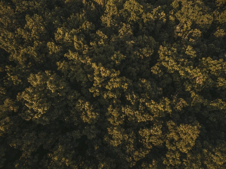 a bird's eye view of a group of trees, a screenshot, by Jacob de Heusch, unsplash contest winner, australian tonalism, golden hour 4k, extreme detail 4 k, cinematic view from lower angle, 4k vertical wallpaper
