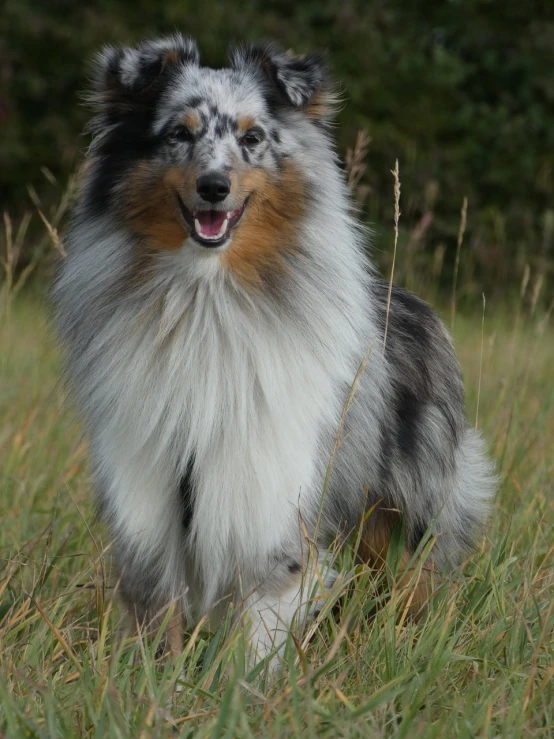 a dog that is standing in the grass, a portrait, baroque, aussie, gleaming silver, radiant smile. ultra wide shot, wind - swept