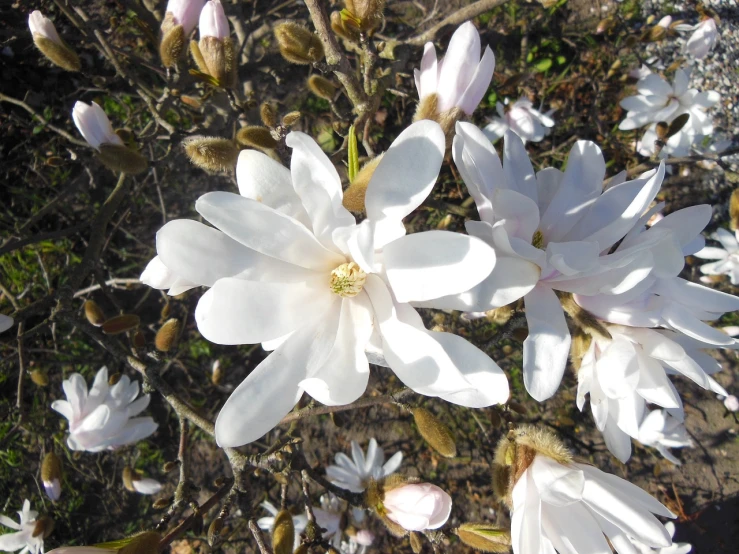 a close up of a bunch of white flowers, by Pamela Ascherson, flickr, magnolia goliath head ornaments, spring early morning, seen from straight above, warm sunshine