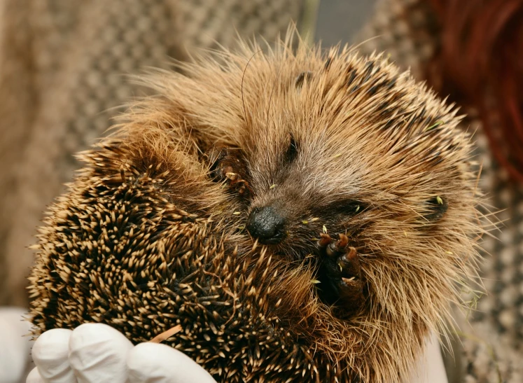 a close up of a person holding a hedgehog, by Robert Brackman, flickr, injured, ultra-detail, cone, spikes