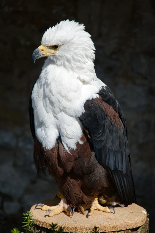 a white and black bird sitting on top of a tree stump, a portrait, shutterstock, hurufiyya, eagles, maroon and white, very sharp photo