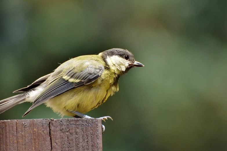 a small bird sitting on top of a wooden post, by Marten Post, it\'s name is greeny, hairs fluttering on the wing, closeup photo, portait photo