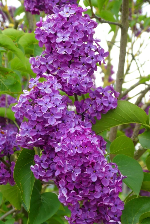 a close up of a bunch of purple flowers, wikipedia, lilac bushes, beautiful flower, wisconsin