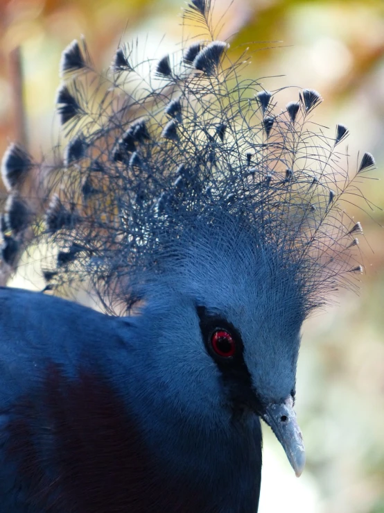 a close up of a bird with feathers on it's head, a portrait, hurufiyya, many crowns!! upon his head, spaghettification, blue head, pigeon