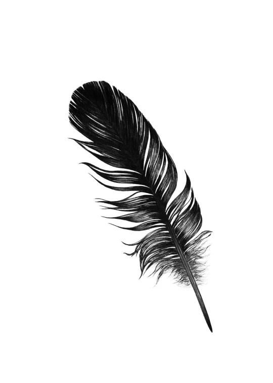 a black and white photo of a feather, an illustration of, hurufiyya, accurate illustration, digitally painted, illustration, rip