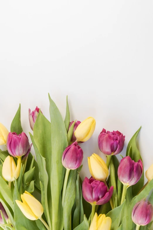 a bouquet of pink and yellow tulips on a white surface, a picture, by Matthias Stom, pexels, purple and yellow, istockphoto, view from bottom to top, flowery wallpaper