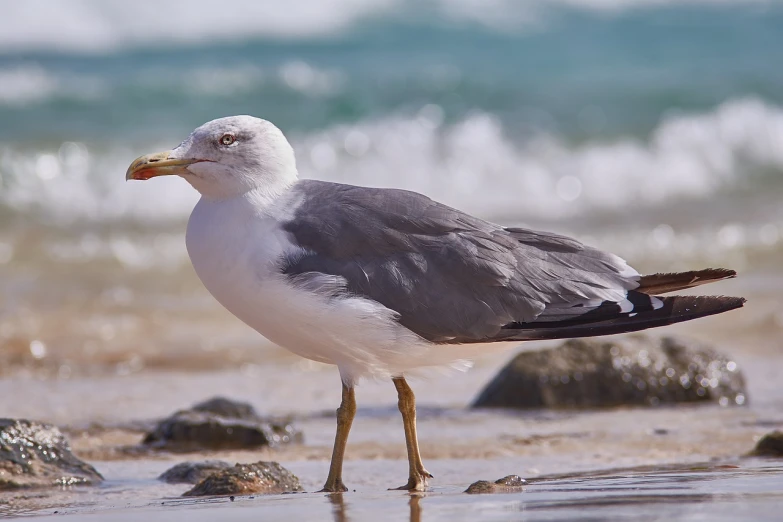 a seagull standing on a beach next to the ocean, a picture, by Jan Rustem, pixabay, arabesque, israel, zoomed in shots, australian beach, shot on nikon d 3 2 0 0