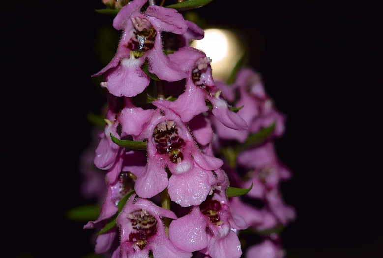 a close up of a bunch of pink flowers, a portrait, by Robert Brackman, flickr, sōsaku hanga, photo taken at night, orchid, bangalore, sage