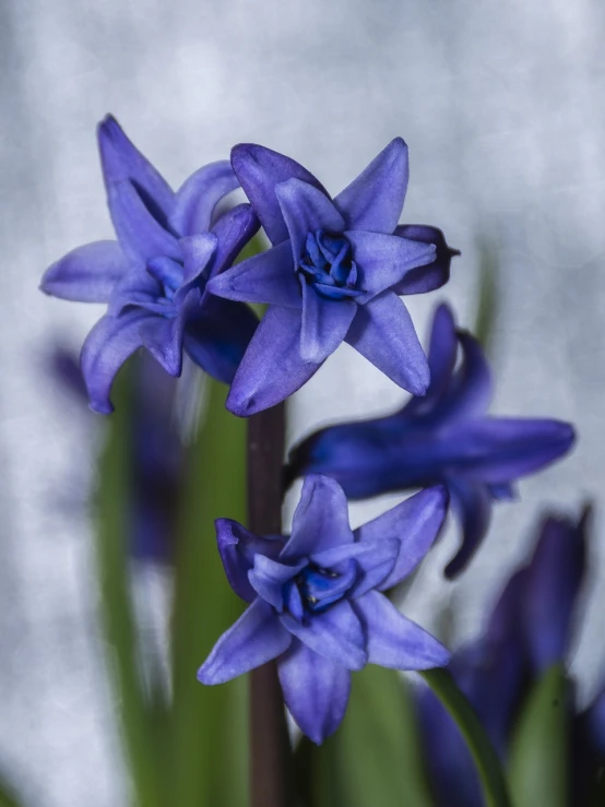 a close up of a bunch of purple flowers, a macro photograph, by Hans Schwarz, romanticism, hyacinth blooms surround her, cold blue colors, closeup photo, high-resolution photo