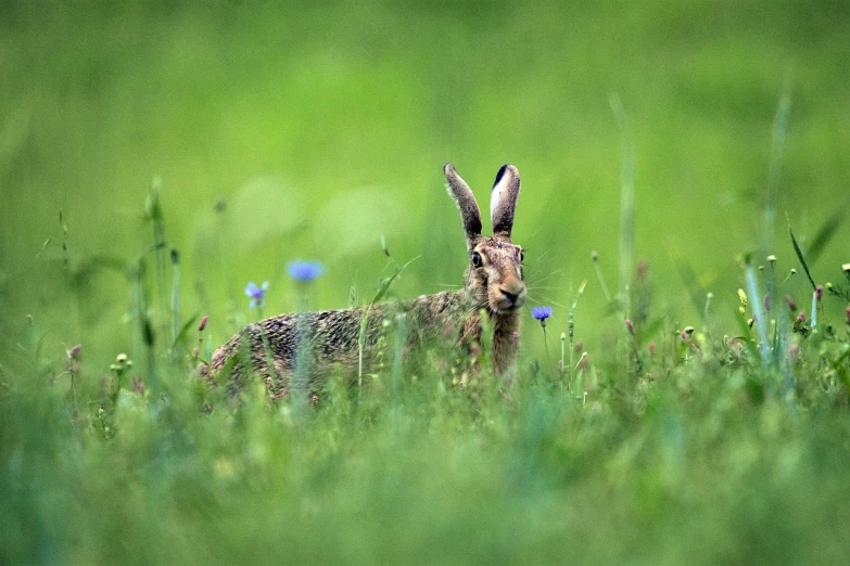 a rabbit that is sitting in the grass, a picture, by Hans Schwarz, 2 0 2 2 photo, prize winning, meadows, iu
