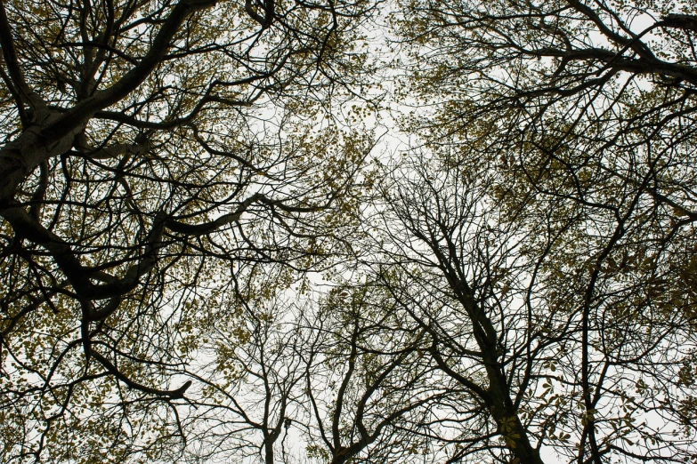 a group of trees that are next to each other, by Richard Carline, view from bottom to top, leaves twigs wood, shot on sony alpha dslr-a300, heavens