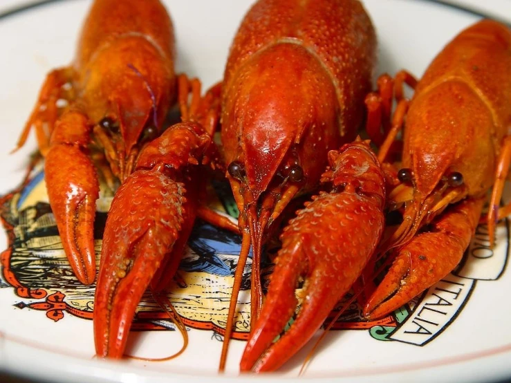 a plate of cooked lobsters on a table, a picture, by Linda Sutton, pixabay, dada, bottom view, bayou, posing for camera, amber