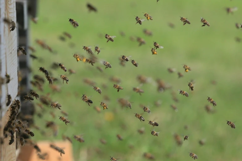 a bunch of bees that are flying in the air, a picture, by Alison Watt, istock, video still, “wide shot, 7 0 mm photo