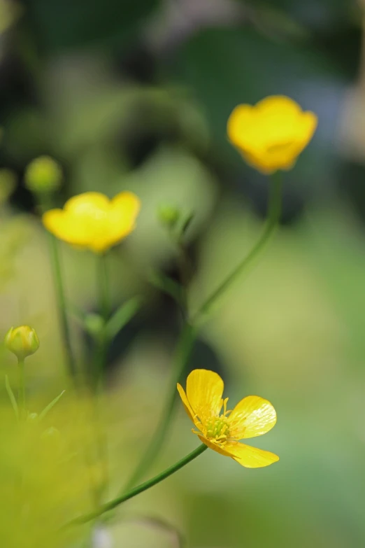 a group of yellow flowers sitting on top of a lush green field, a picture, by Maeda Masao, miniature cosmos, 2 0 0 mm focus, lotus, depth of field!