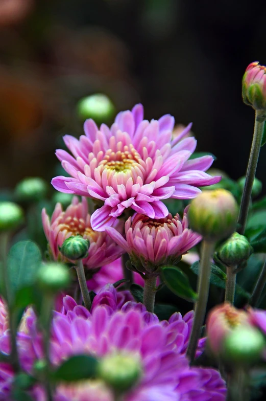 a close up of a bunch of purple flowers, a picture, by Tom Carapic, chrysanthemum eos-1d, japanese flower arrangements, heaven pink, shallow focus