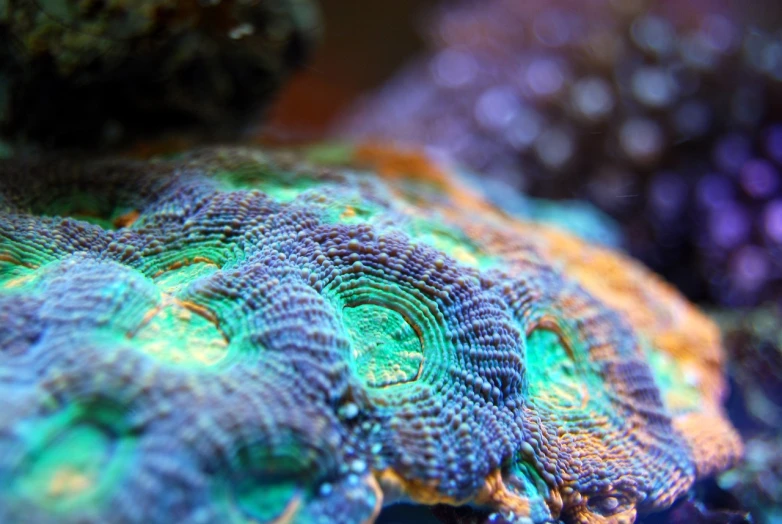 a close up of a close up of a coral, synchromism, blue scales, ruffles, deep colour\'s, purple and blue and green colors