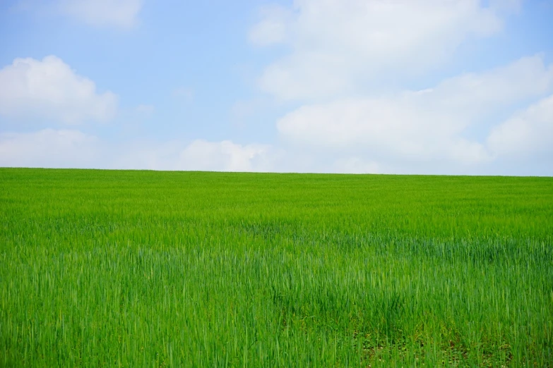 a field of green grass with a blue sky in the background, by Tadashige Ono, color field, visible from afar!!, hiroyuki kato, simple composition, immense wheat fields