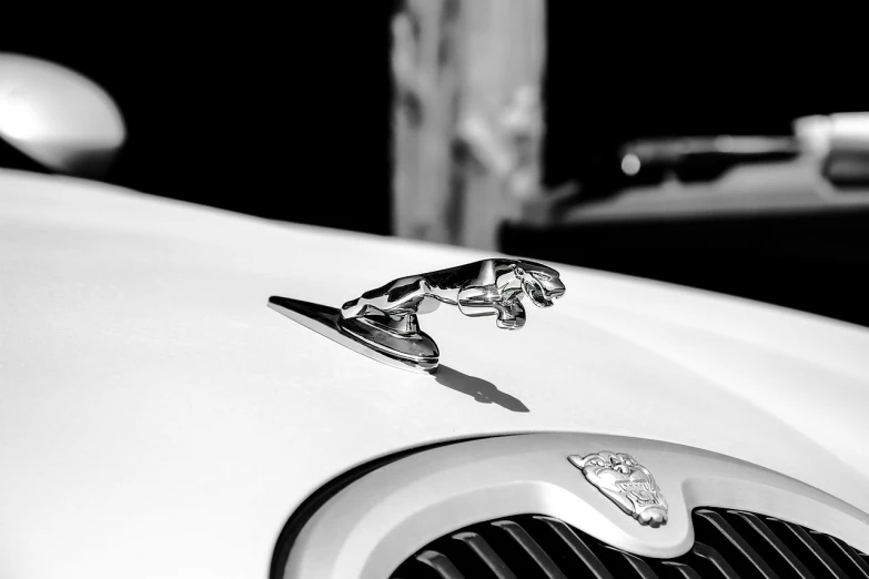a close up of a hood ornament on a car, a black and white photo, by Raymond Normand, unsplash, precisionism, jaguar, marble!! (eos 5ds r, levitating, sharp metal crest