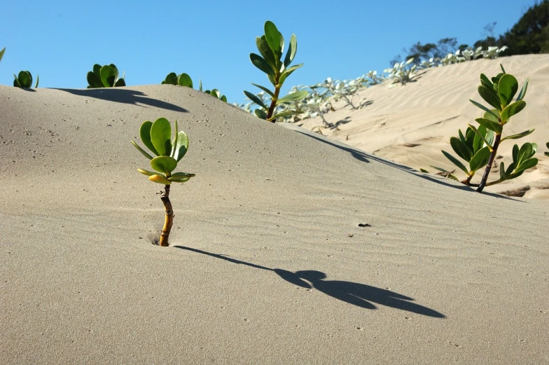 a small plant sprouting out of the sand, by Pamela Ascherson, shipibo, jodorwoski's dune, strong sunlight, canopee