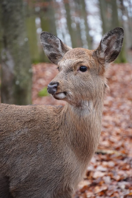 a close up of a deer in a forest, a picture, by Dietmar Damerau, shutterstock, young female, portait photo, close up iwakura lain, stock photo