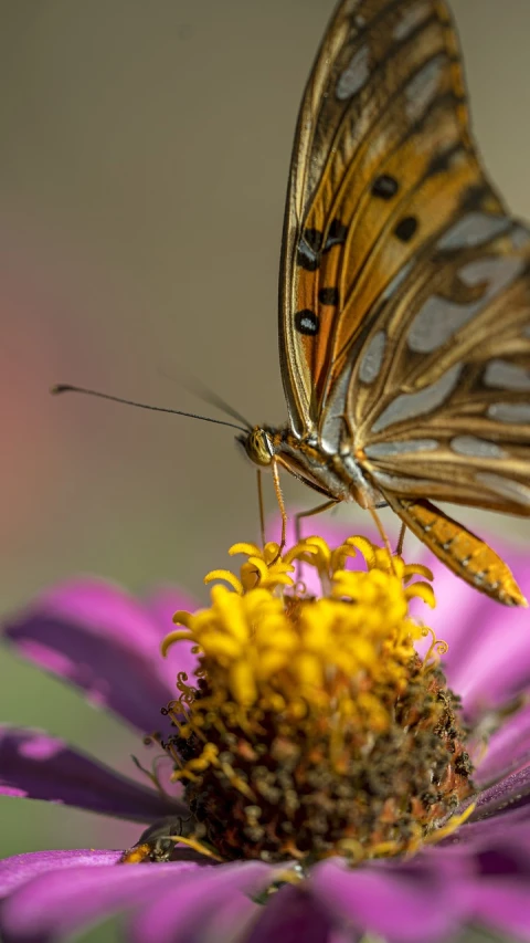 a butterfly sitting on top of a purple flower, a macro photograph, by Dave Melvin, side view intricate details, cosmos, butterflies and worms, detail shot