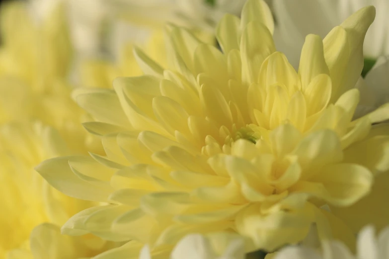 a close up of a bunch of yellow and white flowers, romanticism, chrysanthemum eos-1d, close-up product photo