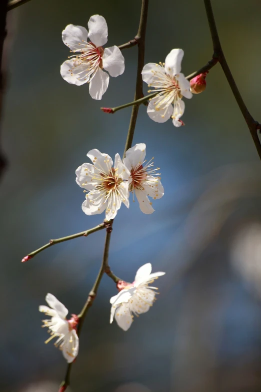 a close up of some white flowers on a tree, a portrait, by Shiba Kōkan, trending on pixabay, sōsaku hanga, plum blossom, wikimedia commons, twigs, reddish