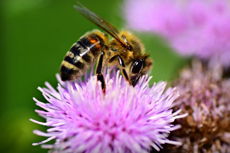 a close up of a bee on a flower, a macro photograph, shutterstock, hurufiyya, thistles, document photo, very detailed photo, istockphoto