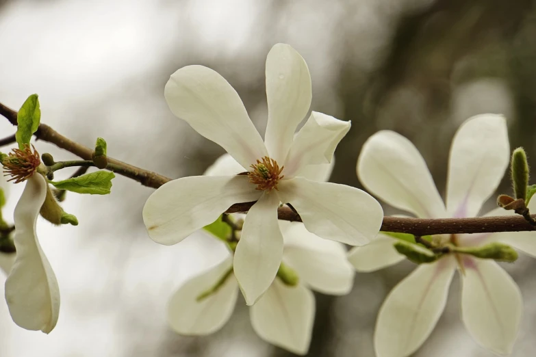 a close up of some white flowers on a tree, by Paul Davis, pixabay, magnolia big leaves and stems, illinois, benjamin vnuk, dynamic closeup