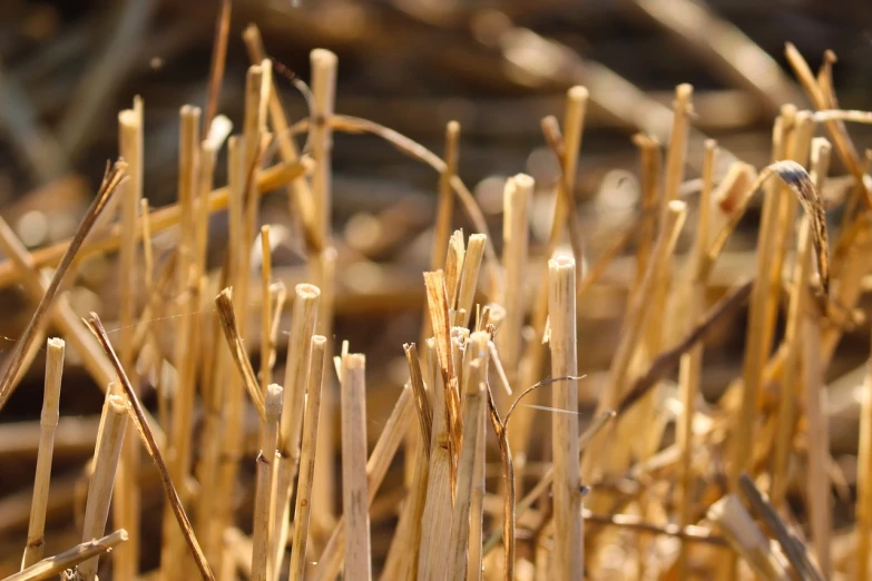 a close up of a bunch of dry grass, shutterstock, many rusty joints, smooth.sharp focus, taken with canon eos 5 d, illinois