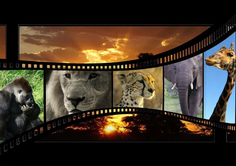 a picture of a giraffe, a lion, a giraffe, a giraffe, a giraffe, and a, a picture, by Edward Corbett, trending on pixabay, video art, film strip reel showing 9 frames, african elephants in the jungle, cinematic backlit lighting, hollywood movie