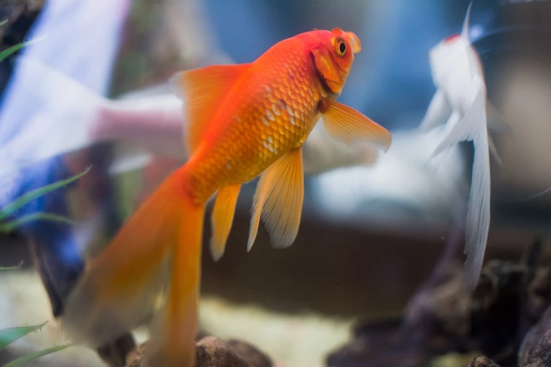 a close up of a fish in an aquarium, a portrait, fine art, red and golden color details, blurred photo, albino dwarf, long thick shiny gold beak