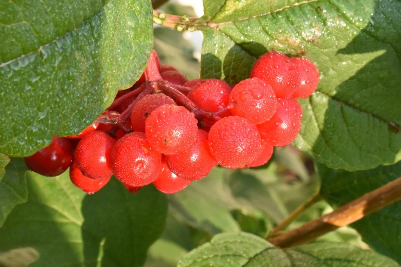 a close up of a bunch of red berries on a tree, by Robert Brackman, flickr, hurufiyya, clathrus - ruber, summer morning dew, honeysuckle, older male