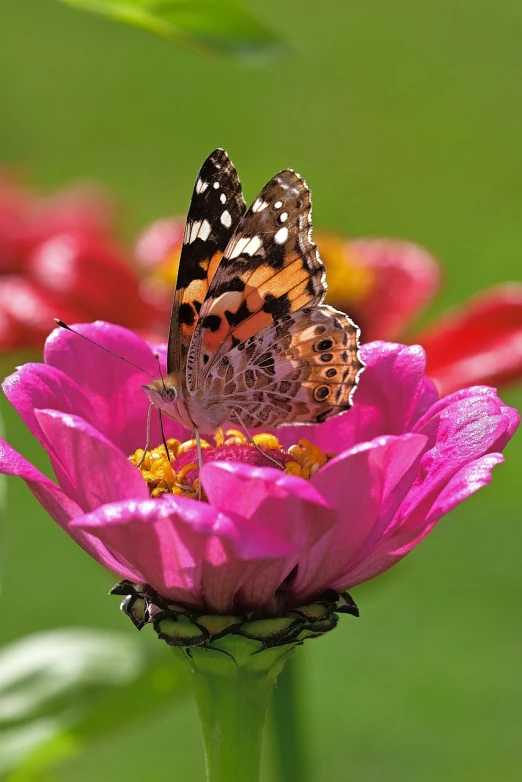 a butterfly sitting on top of a pink flower, a picture, by Dietmar Damerau, shutterstock, beautiful flower, stained”, various posed, 2 0 1 0 photo