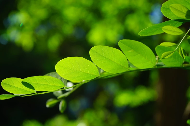 a close up of a plant with green leaves, by Jan Rustem, pixabay, hurufiyya, moringa oleifera leaves, high quality detail, flying leaves on backround, fluorescent