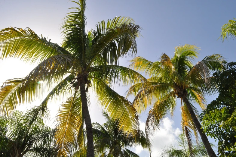 a group of palm trees on a sunny day, not cropped, rum, 7 7 7 7