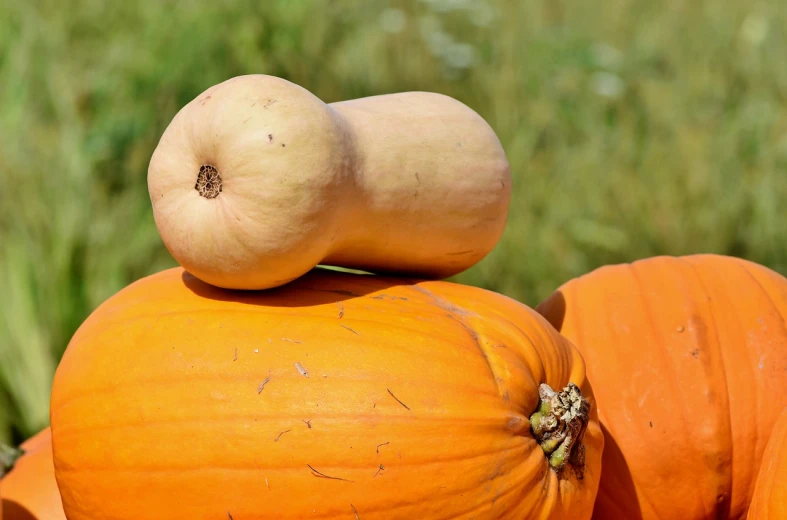 a couple of pumpkins sitting on top of each other, a picture, closeup photo, rectangular, beautiful smooth oval head, a tall