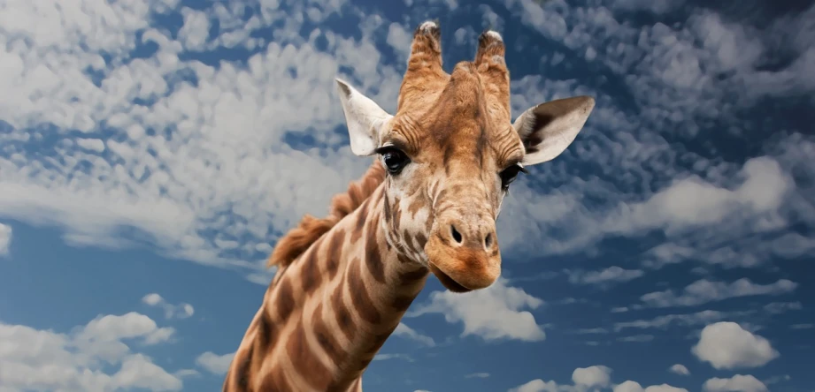 a close up of a giraffe with a cloudy sky in the background, shutterstock, fantastic realism, “portrait of a cartoon animal, photoshopped, up there, 7 feet tall