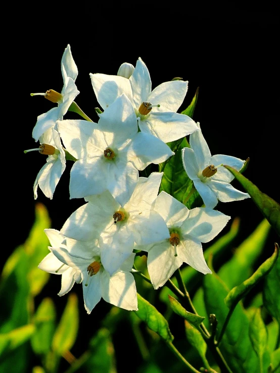 a group of white flowers sitting on top of a lush green field, by Alexander Scott, flickr, hurufiyya, bougainvillea, beauttiful stars, morning glow, on a dark background