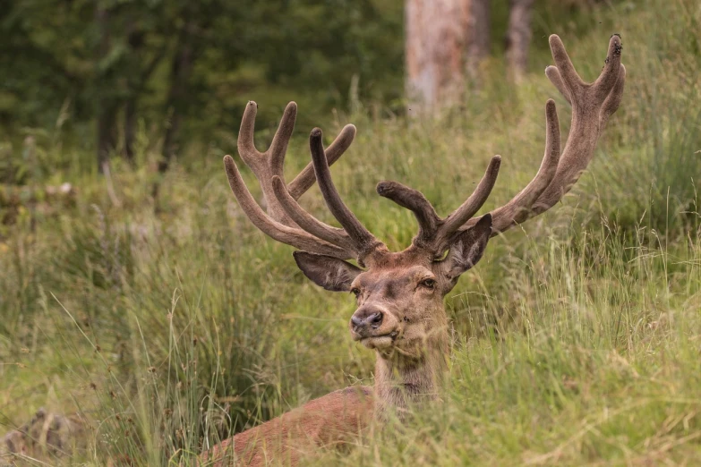 a deer that is laying down in the grass, a picture, by Dietmar Damerau, shutterstock, figuration libre, portrait of a king, caledonian forest, 2 4 mm iso 8 0 0, antlers