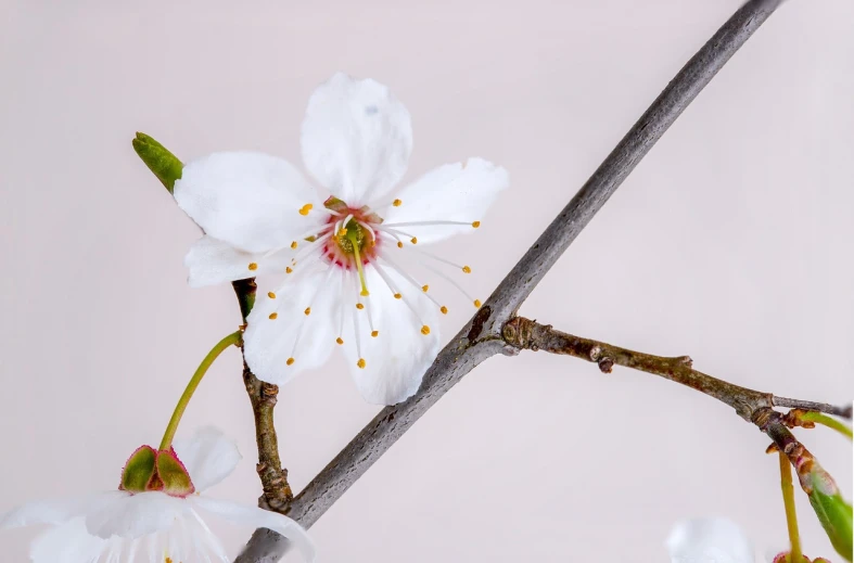 a close up of a flower on a branch, by Richard Carline, art photography, sakura bloomimg, professional fruit photography, ikebana white flowers, smooth tiny details