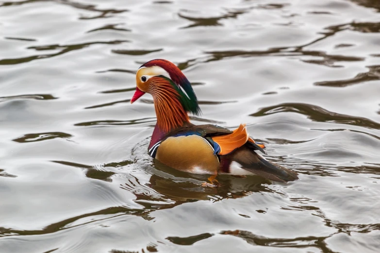 a duck floating on top of a body of water, baroque, colorful plumage, shanghai, highly realistic photo, donald duck in real life