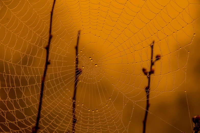 a spider web with water droplets on it, by Thomas Häfner, net art, mystical orange fog, at dusk!, very very well detailed image, yellow and black