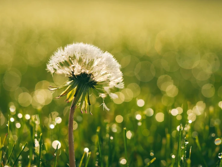 a dandelion sitting on top of a lush green field, a picture, shutterstock, hurufiyya, with lots of glittering light, day after raining, 4 5 mm bokeh, spring early morning