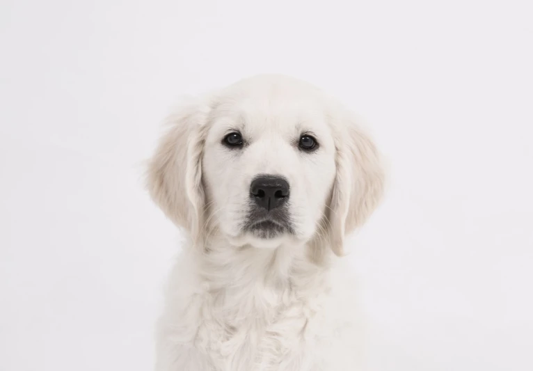 a close up of a dog on a white background, by Brian Thomas, unsplash, frontal portrait of a young, very pale, golden eal, shot in the photo studio
