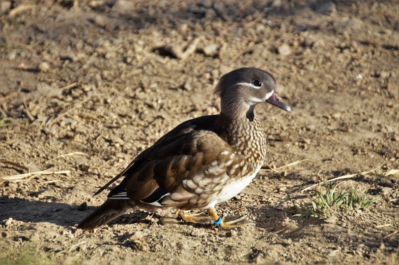 a bird that is standing in the dirt, a portrait, by Jacob Duck, flickr, scientist is a duck, female floating, full shot photo, albuquerque