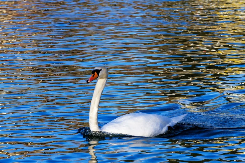 a white swan floating on top of a body of water, a photo, museum quality photo, high contrast!, california;, very sharp and detailed photo